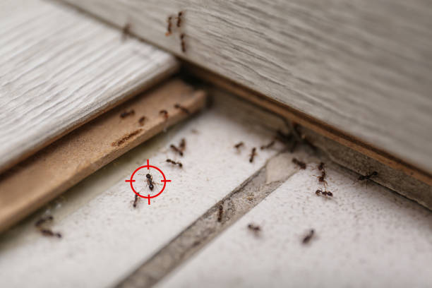 Best Pest Control Near Me  in High Rolls, NM